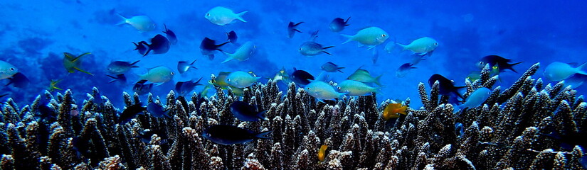 Philippines sea life © Brian