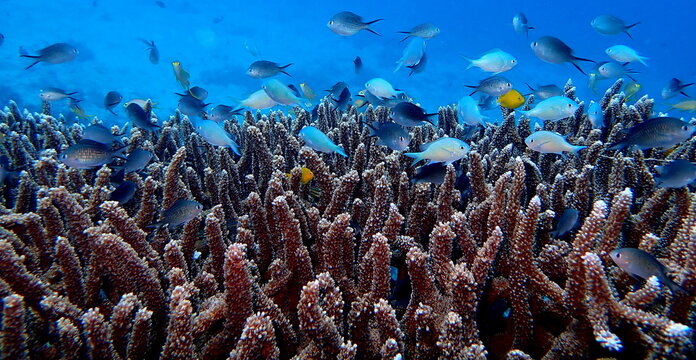 Philippines sea life