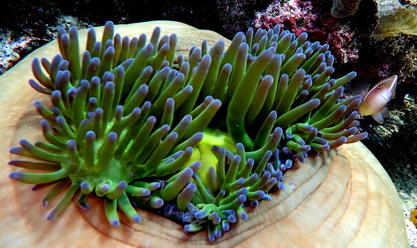 Philippines sea life