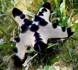 Philippines sea life © Brian