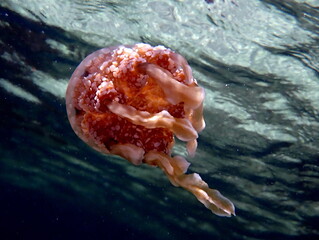 Philippines sea life © Brian