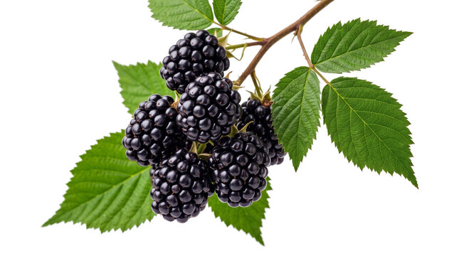 Cluster of ripe blackberries on leafy stem.