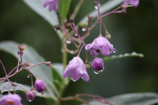 Flowers of the blue willow-leaf nightshade dripping with rainwater.