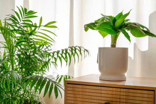 Green Parlor Palm and Banana Tree Plant for home decoration