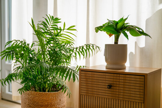 Green Parlor Palm and Banana Tree Plant for home decoration