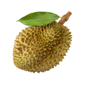 Durian, cutout, full depth of field.