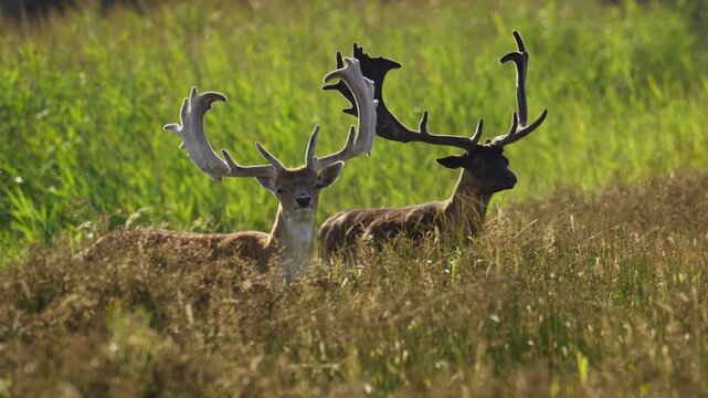 Two fallow deer bucks stand in tall grass at golden hour, slow motion