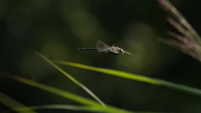 Slomo closeup of emperor dragonfly flapping its wings by grass straws