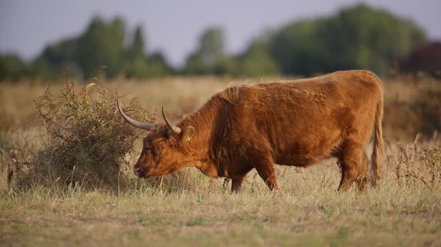 Side view of highland cattle grazing on dry grass in evening sunlight