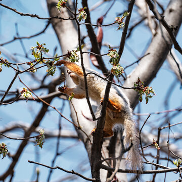 An agile squirrel stretches out from a tree branch to reach fresh spring buds against a vibrant, clear blue sky. 