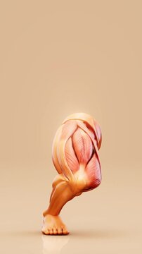 Conceptual 3D animation of quadriceps muscle anatomy during a squat