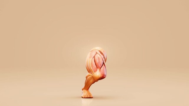 Conceptual 3D animation of quadriceps muscle anatomy during a squat