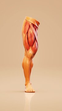 Conceptual 3D animation of quadriceps muscle anatomy during walking