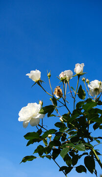 Beautiful white roses and buds against the backdrop of a blue sky.