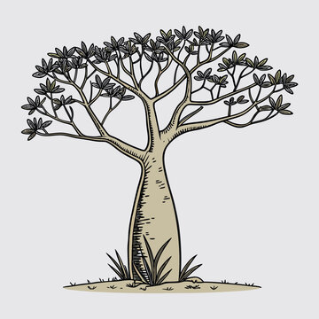 African baobab bottle tree with branches and leaves vector graphic element
