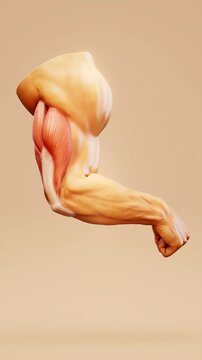 Conceptual 3D animation of triceps muscle anatomy in the human arm