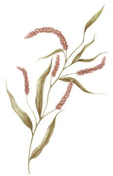 Watercolor Persicaria Foxtail Grass Isolated on White