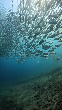 Large school of silver jack fish swimming underwater in blue ocean with sun rays above a rocky seabed