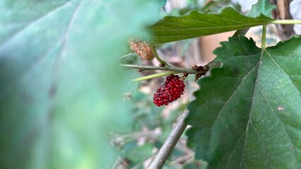 Mulberry plants set against a natural backdrop. © Syaifudin