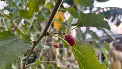 Mulberry plants set against a natural backdrop. © Syaifudin