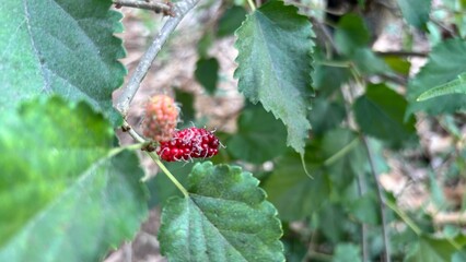 Mulberry plants set against a natural backdrop. © Syaifudin