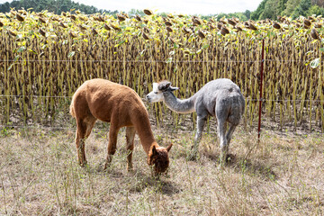 Domestizierte Lamas vor einem Maisfeld © Thomas