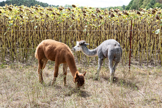 Domestizierte Lamas vor einem Maisfeld