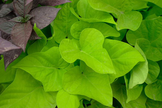 Vibrant chartreuse green leaves of ornamental sweet potato vine Ipomoea batatas Margarita growing alongside dark purple foliage in an outdoor garden border.