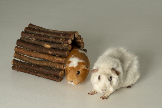 meerschweinchen tier natur nager