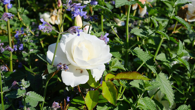 One white rose and buds against a backdrop of varied greenery.
