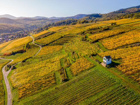 FRANCE. ALSACE. BAS-RHIN 67 BARR. OVERLOOKING THE GRAND CRU KIRCHBERG VINEYARD, THE SMALL HOUSE KNOWN AS S'MAIREHIESEL STANDS AMID ROWS OF VINES, A PICTURESQUE SYMBOL OF THIS ALSATIAN TERROIR.