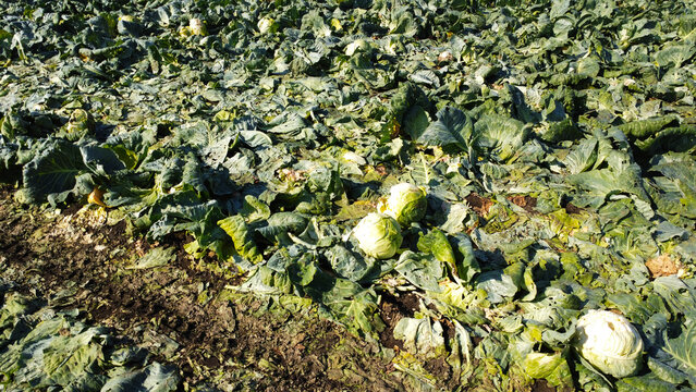 View of Cabbage Harvest Field with Cut White Cabbage 