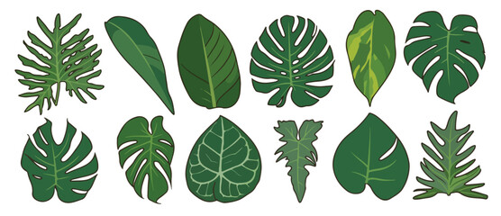Mega Tropical Houseplant Leaves Set Monstera Deliciosa Split Foliage Philodendron Salloum Heart Shaped Arrowhead Foliage Collection Botanical Vector Illustration Isolated on White Background © Elementa Design
