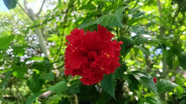 A detailed close-up photograph of a vibrant red hibiscus flower in full bloom surrounded by lush green foliage in a tropical garden setting.