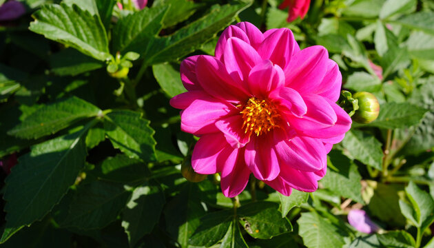 A large, interesting pink dahlia, blooming in autumn against a backdrop of green leaves and buds.