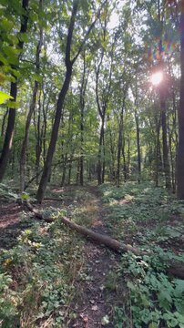 path in the forest