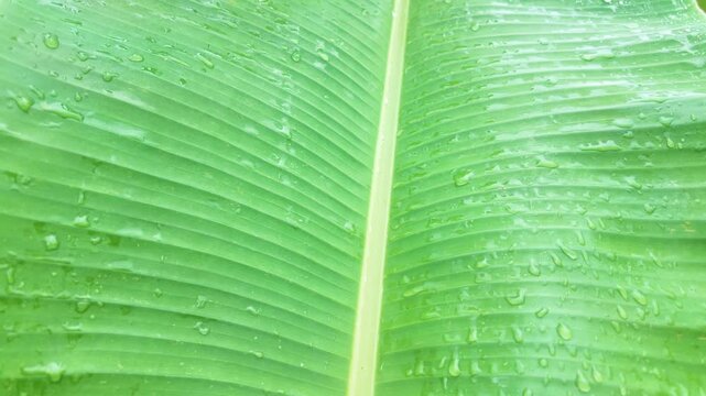 After a heavy rainfall, the air fills with the resonant chorus of bullfrogs croaking loudly to attract mates for breeding.