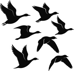 Fototapeta premium Flock of flying ducks isolated on transparent background, realistic waterfowl birds in flight for wildlife and nature designs