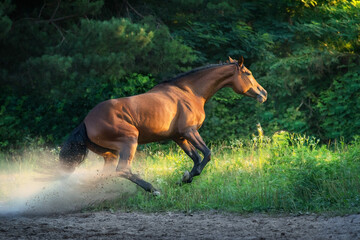 Fototapeta premium Horse brakes in the sand