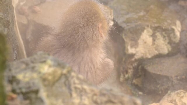 Slow motion close-up profile of a baby Snow Monkey (Japanese macaque) in a steamy hot spring in winter, Japan
