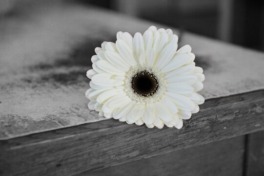 Einzelne Gerbera in Schwarz-weiss