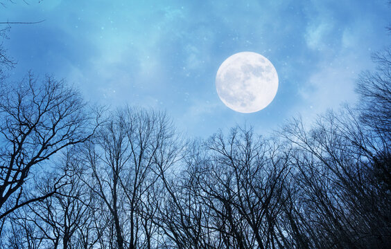 halloween background with moon and dead trees at night