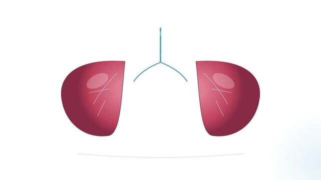 Anatomy concept showing internal human kidneys split apart for medical research and science education purposes to explain renal function physiology and filtration processes in the urinary system
