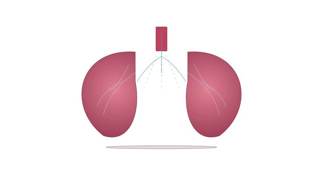 Human pulmonary anatomy showing two red lungs and a central trachea representing the respiratory system for medical educational purposes concerning breathing health conditions or scientific