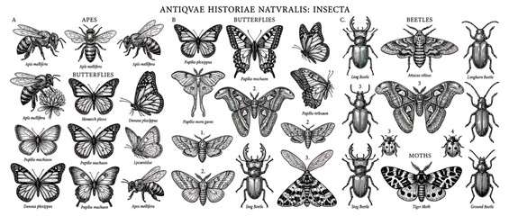Obraz premium Vintage Illustration of Various Insects on Transparent Background