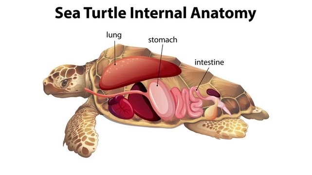 Sea turtle internal anatomy diagram showing organs within shell with labels.