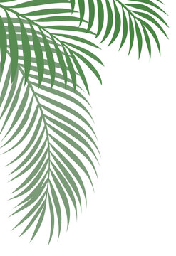 Fresh Green Palm Leaves Gently Framing a Clean White Background with Copy Space, Perfect for Tropical Summer Branding