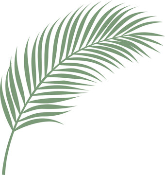 Single Green Palm Leaf Vector Illustration Isolated on White Background for Tropical Summer Design Projects and Branding