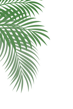 Lush Green Tropical Palm Leaves Creating a Natural Corner Border on a Clean White Background with Copy Space for Summer Designs