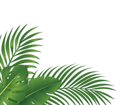 Modern Tropical Palm and Monstera Leaf Illustration Framing Empty White Space for Summer Marketing and Product Promotion